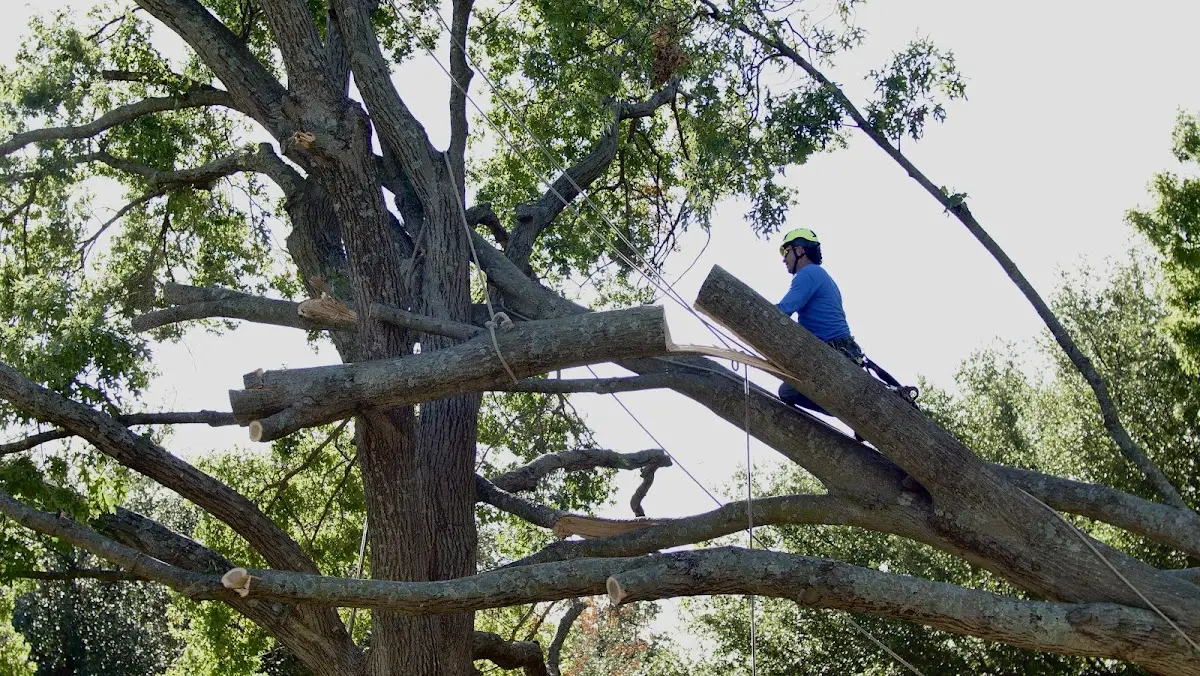 Professional Crown Thinning performed by certified arborists in Ellsworth Afb